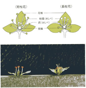 そばの花の特徴写真