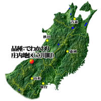 山形県庄内地区産